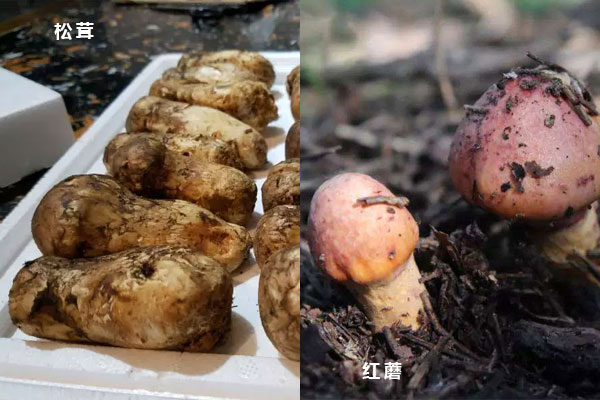 松茸和紅蘑一樣嗎，松茸和大腳菇的區(qū)別