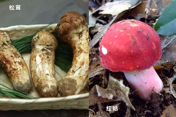 松茸價(jià)格貴還是紅菇價(jià)格貴 松茸價(jià)格貴還是紅菇價(jià)格貴