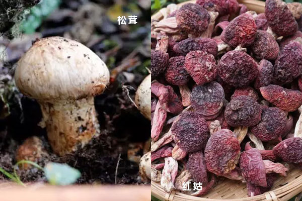 紅菇和松茸可以一起燉湯嗎 紅菇和松茸可以一起燉湯嗎