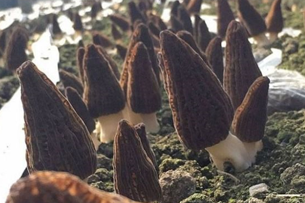 新鮮羊肚菌能夠冷凍嗎 新鮮羊肚菌能夠冷凍嗎