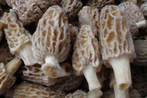 冰凍羊肚菌能反復(fù)解凍、冰凍嗎