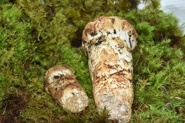 松茸哪里產(chǎn)的質(zhì)量最好，中國最頂級松茸產(chǎn)地在哪里