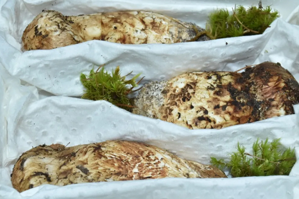 中國最好松茸產(chǎn)地在哪里 中國最好松茸產(chǎn)地在哪里