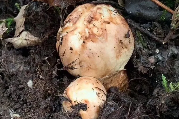 云南香格里拉松茸的環(huán)境 云南香格里拉松茸的環(huán)境