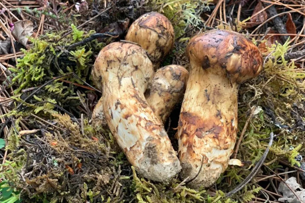 松茸最好的是幾公分，松茸怎么選是不是越大越好