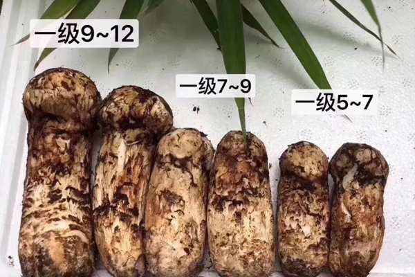 松茸如何選擇，是不是越大越好