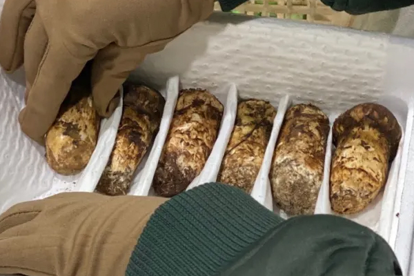 香格里拉松茸和其他地區(qū)松茸的維生素對(duì)比 香格里拉松茸和其他地區(qū)松茸的維生素對(duì)比