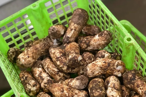 香格里拉松茸和其他地區(qū)松茸的礦物元素對(duì)比 香格里拉松茸和其他地區(qū)松茸的礦物元素對(duì)比