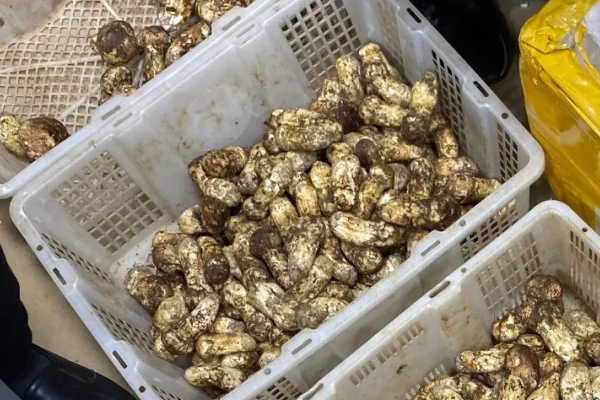 香格里拉松茸和其他地區(qū)松茸的營養(yǎng)價(jià)值、產(chǎn)量對比