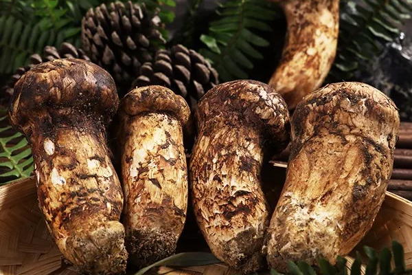 松茸大的好吃還是小的好吃，小松茸和大松茸的區(qū)別