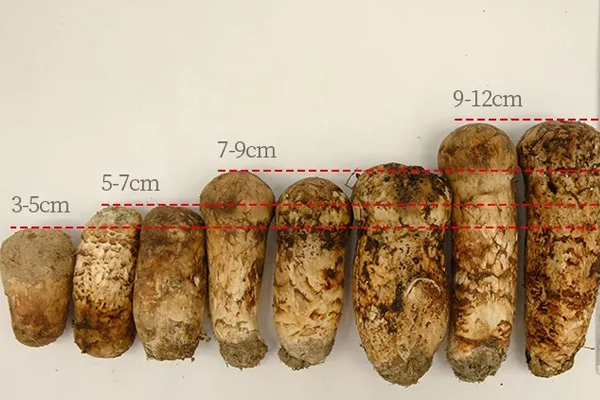 小松茸和大松茸有哪些區(qū)別 小松茸和大松茸有哪些區(qū)別