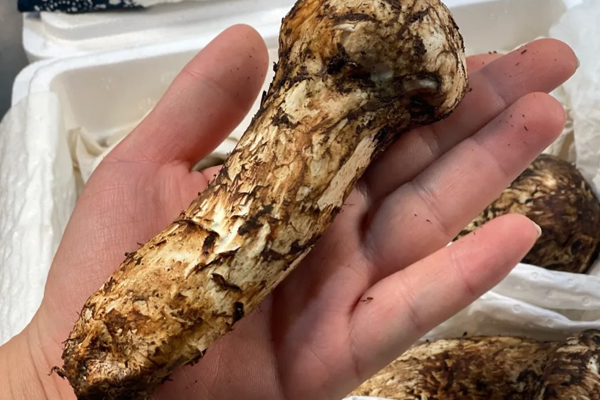 新鮮松茸是不是越白越好 新鮮松茸是不是越白越好