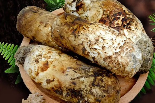 新鮮松茸多大尺寸的好，松茸的規(guī)格與標(biāo)準(zhǔn)