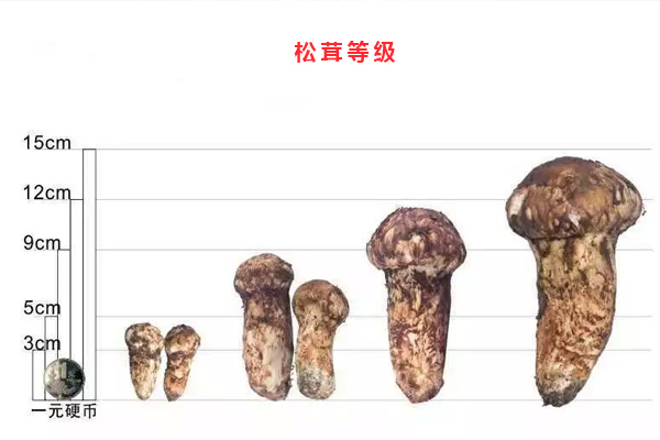 新鮮松茸的規(guī)格與標準 新鮮松茸的規(guī)格與標準