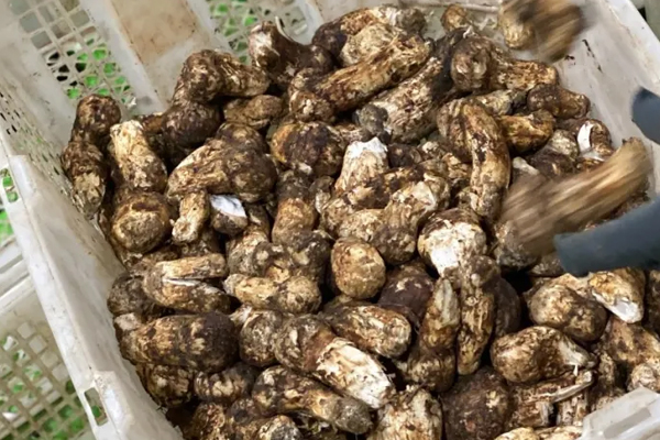 新鮮松茸不宜用水洗嗎 新鮮松茸不宜用水洗嗎