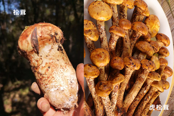 虎松茸和松茸是一樣嗎，松茸保存洗還是不洗