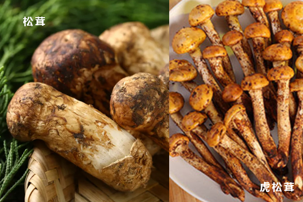 虎松茸與松茸的區(qū)別 虎松茸與松茸的區(qū)別