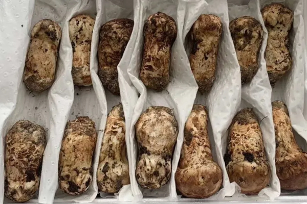 松茸保存洗還是不洗好呢 松茸保存洗還是不洗好呢