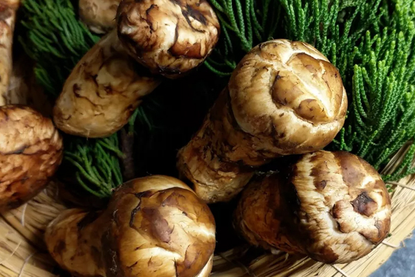 松茸沒洗直接冷凍了，松茸保存是冷藏還是冷凍