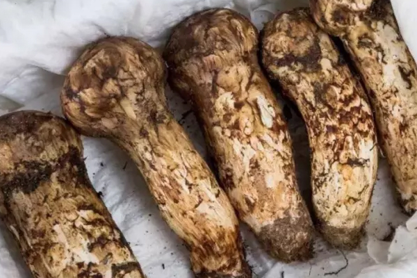 松茸保存冷藏好還是冷凍好 松茸保存冷藏好還是冷凍好