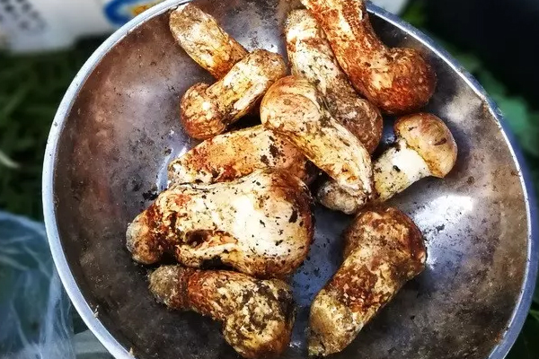 新鮮松茸儲(chǔ)存用冷凍好還是冷藏好 新鮮松茸儲(chǔ)存用冷凍好還是冷藏好