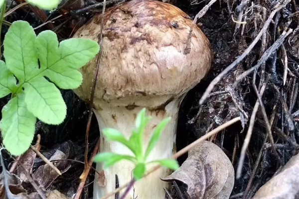 松茸買什么樣子的好 松茸買什么樣子的好