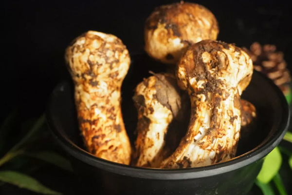 黃油煎松茸煎多久 黃油煎松茸煎多久