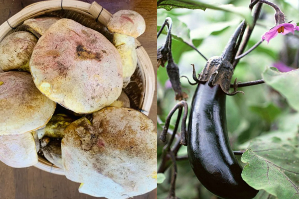牛肝菌和茄子能不能一起吃，牛肝菌和綠豆能一起吃嗎
