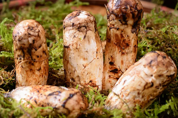 心臟病可以吃松茸嗎，女性宮寒可以吃松茸嗎