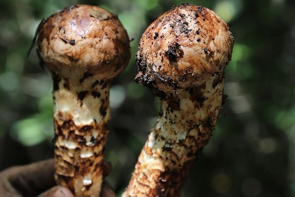 腸胃不好的老人可以吃松茸嗎 腸胃不好的老人可以吃松茸嗎