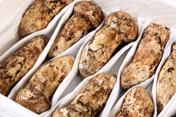 松茸可以給寶寶做輔食嗎 松茸可以給寶寶做輔食嗎