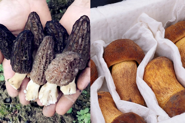 牛肝菌和羊肚菌哪個(gè)貴，牛肝菌和見(jiàn)手青可以一起炒嗎