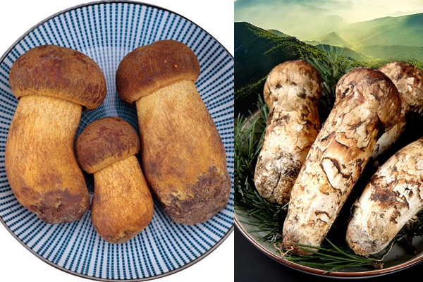 松茸可以和牛肝菌一起吃嗎，怎么區(qū)分牛肝菌和松茸