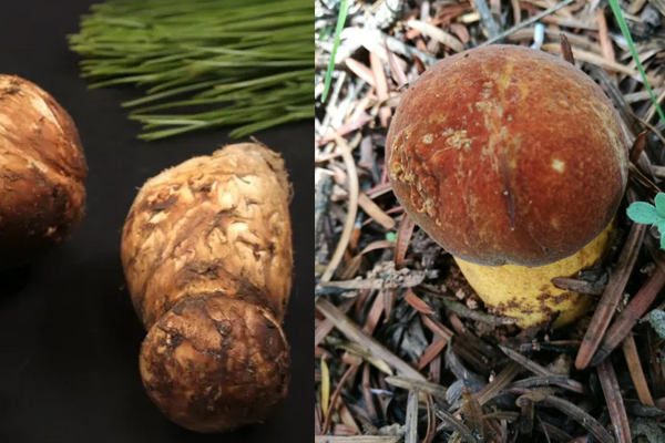 如何區(qū)分牛肝菌和松茸 如何區(qū)分牛肝菌和松茸