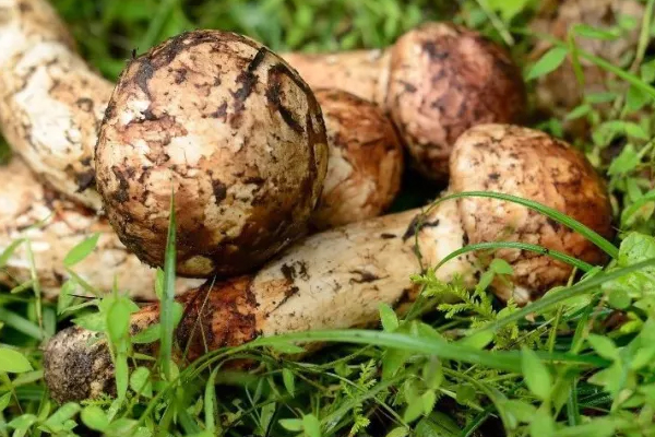 黑龍江有出產(chǎn)松茸的地方嗎 黑龍江有出產(chǎn)松茸的地方嗎