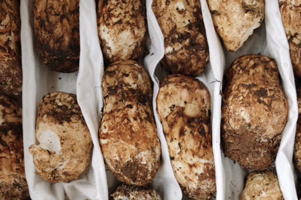 松茸泡多久就不能吃了 松茸泡多久就不能吃了