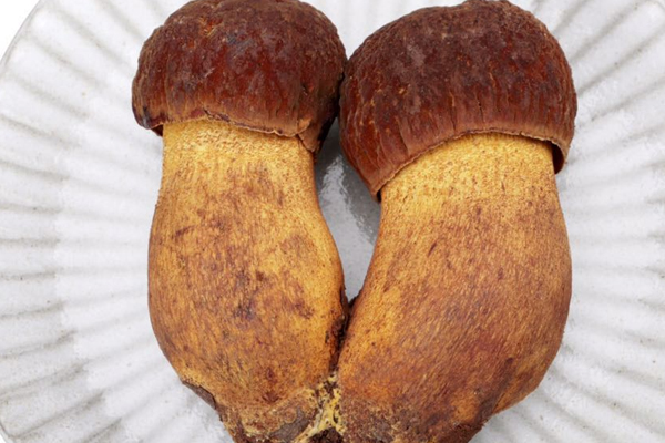 牛肝菌和喬巴菌的區(qū)別，牛肝菌可以人工種植嗎