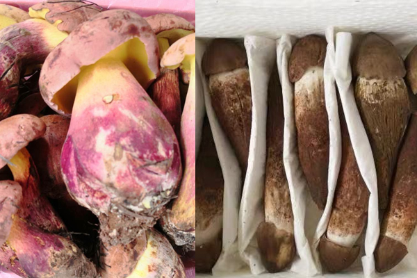 牛肝菌和雞樅菌哪個(gè)好吃，雞樅菌可以和牛肝菌一起燉湯嗎