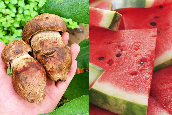 牛肝菌可以和青頭菌一起吃嗎，牛肝菌可以和西瓜一起吃嗎