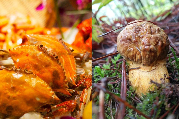 牛肝菌和海鮮可以一起吃嗎，牛肝菌可以和紫菜一起吃嗎