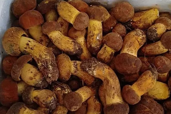 擔心牛肝菌富集重金屬，加速腎損傷