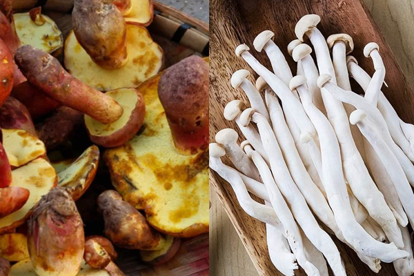 牛肝菌可以和海鮮菇一起煮嗎，牛肝菌能用微波爐嗎