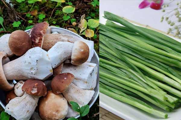 牛肝菌可以和韭菜一起吃嗎，黃牛肝菌有毒嗎