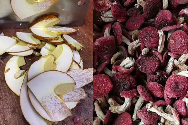 黃牛肝菌可以人工種植嗎，黃牛肝菌可以和紅菇一起燉湯嗎