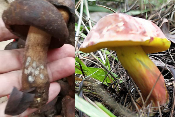 黑牛肝菌和見(jiàn)手青的區(qū)別，黃牛肝菌能泡水喝么