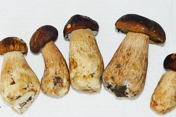 白牛肝菌可以入藥嗎 白牛肝菌可以入藥嗎