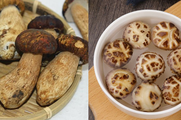 白牛肝菌能入藥嗎，白牛肝菌能種植嗎