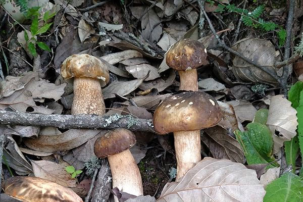 美味牛肝菌可以人工栽培嗎，美味牛肝菌有毒嗎