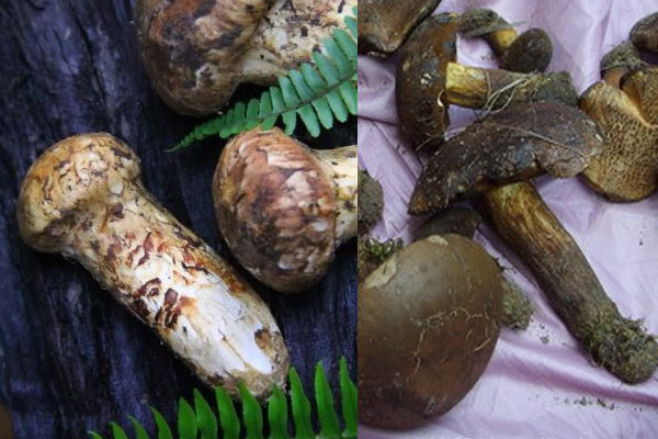 美味牛肝菌是白牛肝菌嗎，黑牛肝菌和松茸可以一起燉雞嗎