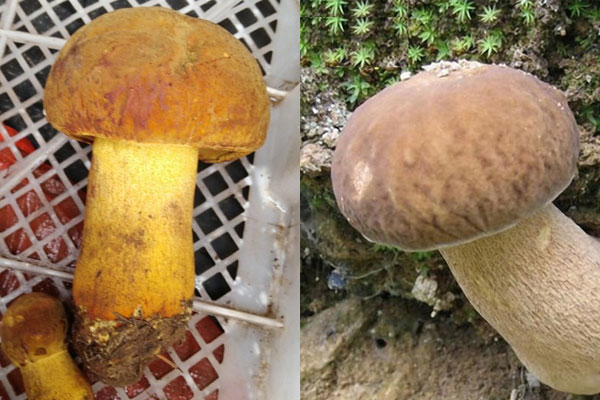 白牛肝菌和黃牛肝菌哪個貴 白牛肝菌和黃牛肝菌哪個貴